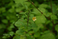 Sida rhombifolia subsp. retusa